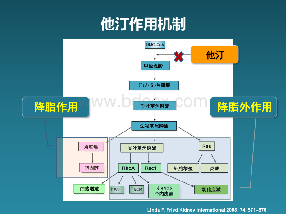 从机制探讨他汀疗效与安全性.ppt_第3页