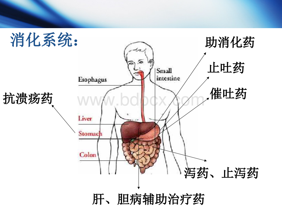 消化系统用药ppt课件PPT资料.ppt_第2页