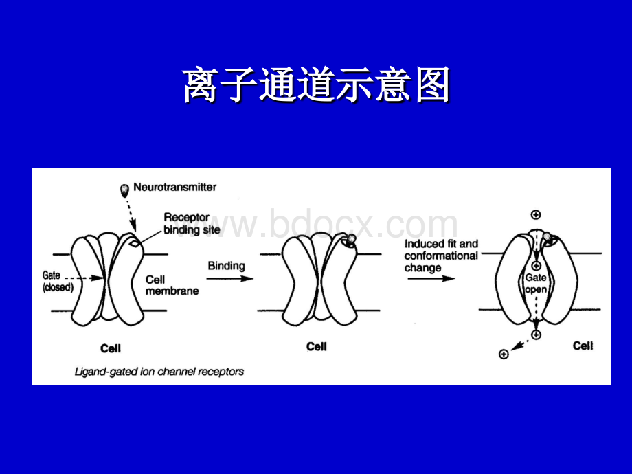 04-2钙通道阻滞剂d.ppt_第3页