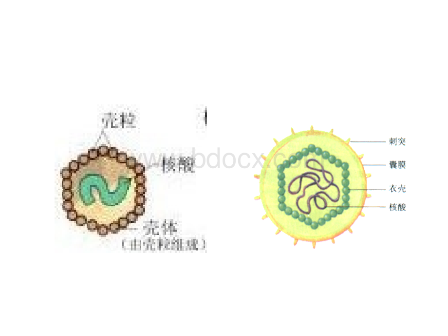 微生物科普讲座PPTPPT文档格式.pptx