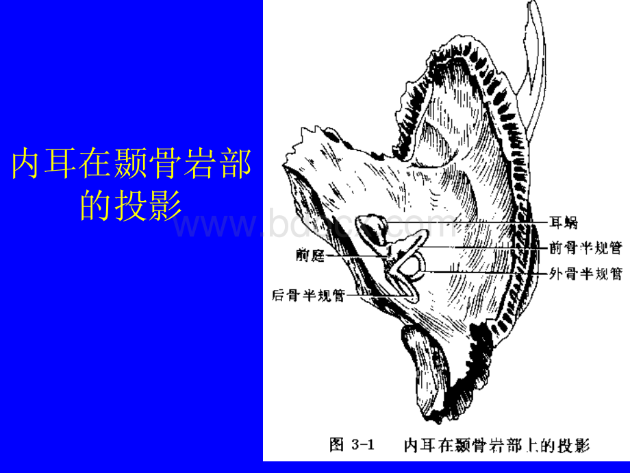 第二部分第三章听觉前庭诱发电位PPT课件下载推荐.ppt_第3页