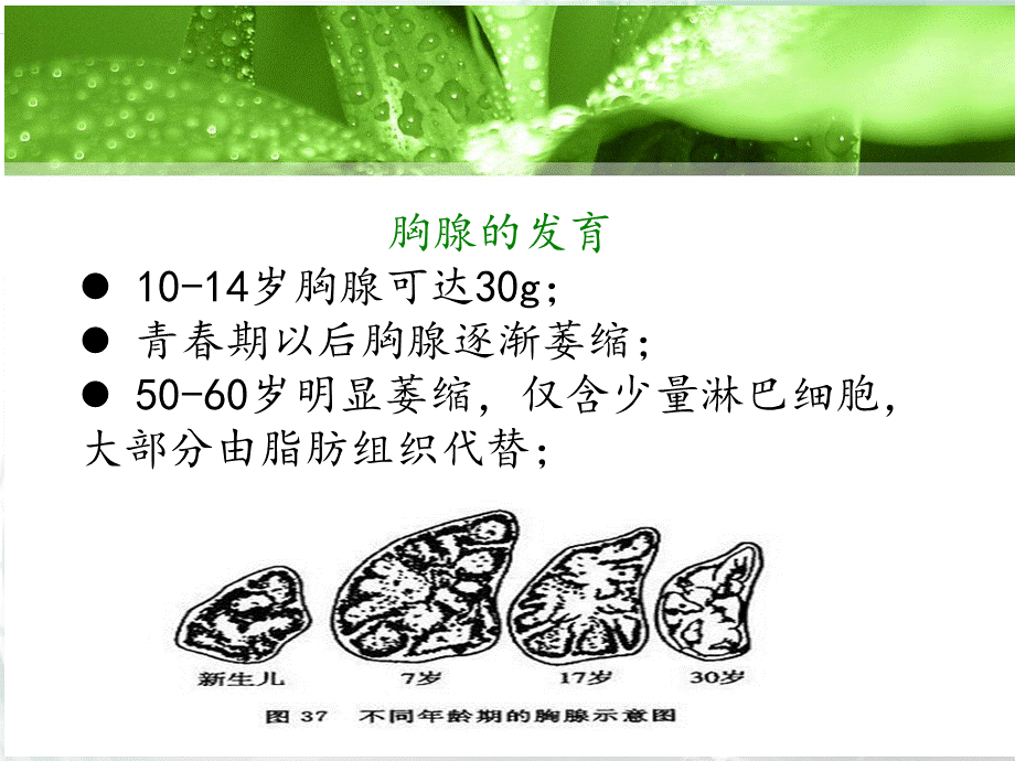 胸腺肿瘤.ppt_第3页