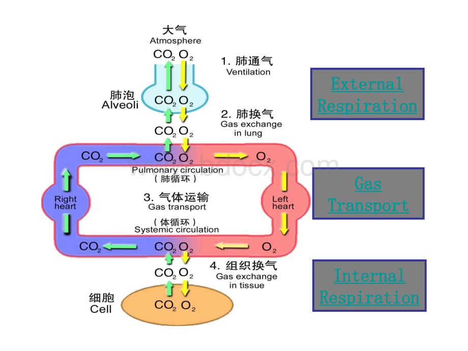 肺功能不全病理生理学PPT文件格式下载.ppt_第2页