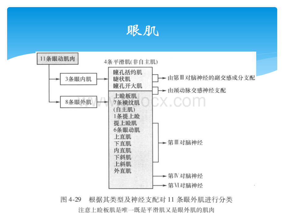 图解眼球运动障碍.pdf_第3页