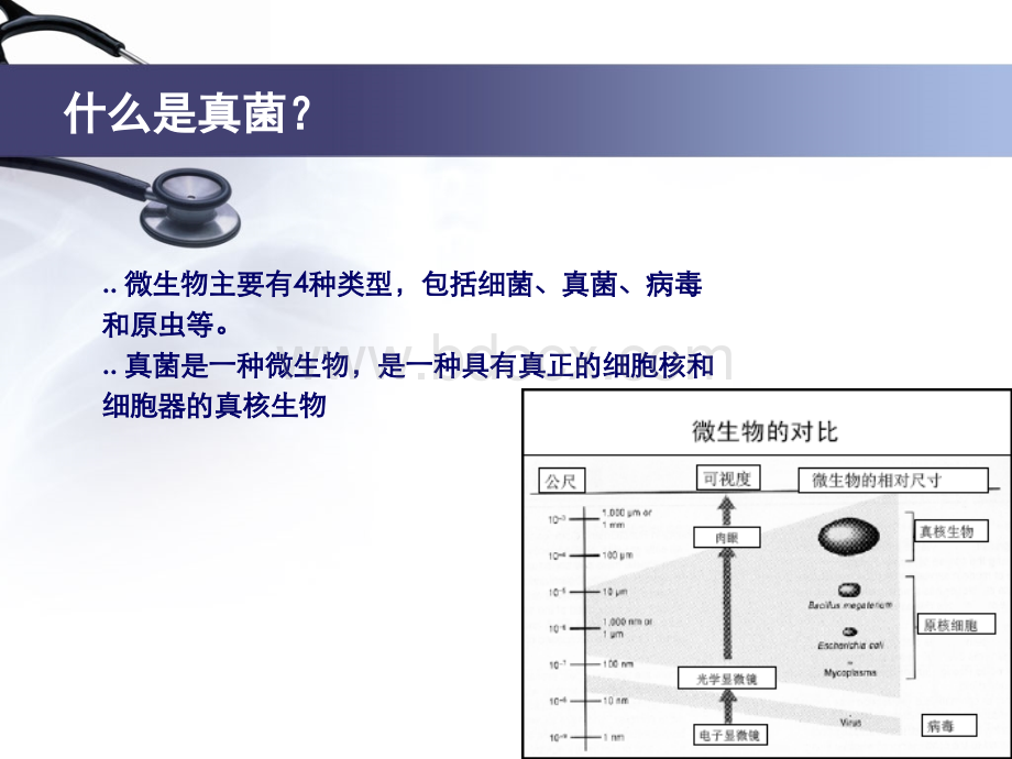 崔瑷-十二层小讲课-真菌.ppt_第3页