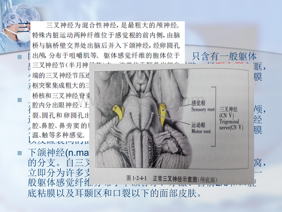 三叉神经解剖及三叉神经痛影像诊断PPT文档格式.ppt_第3页