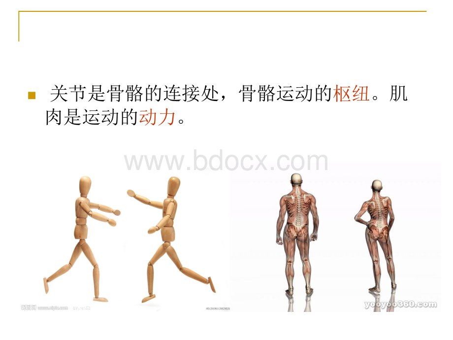 关节的力学特性.ppt_第2页