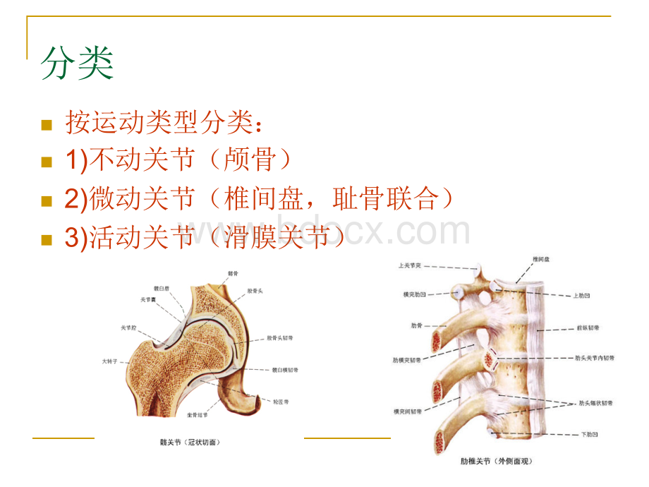 关节的力学特性PPT课件下载推荐.ppt_第3页