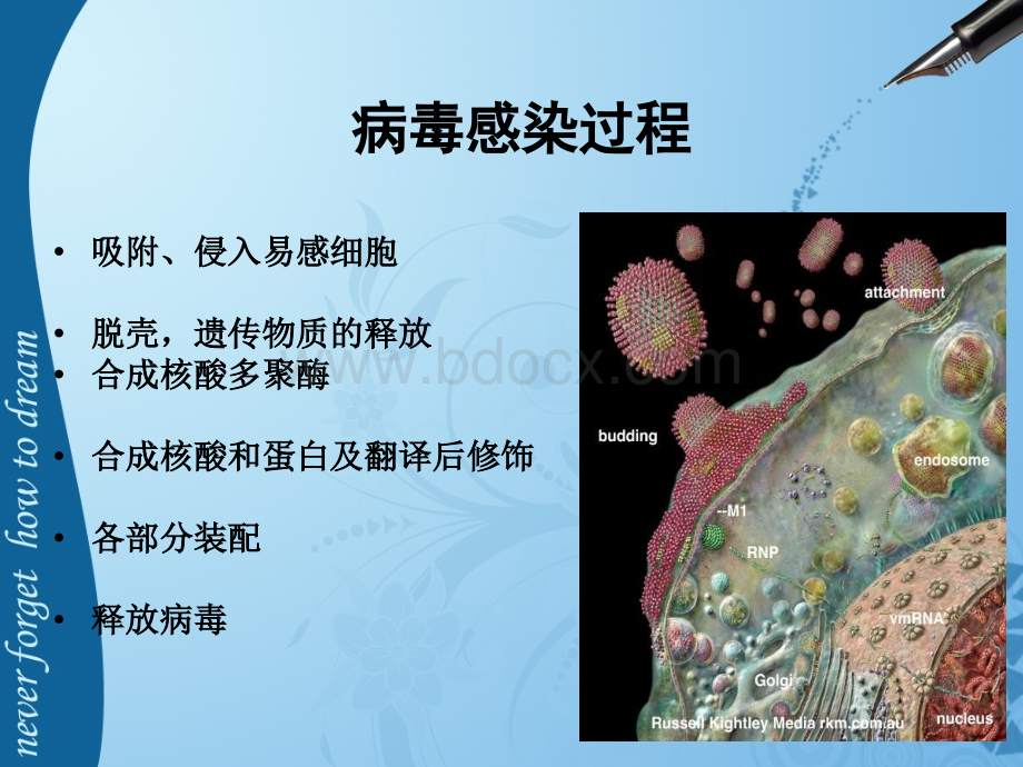 儿科常见病毒及抗病毒药物简化版.ppt_第3页