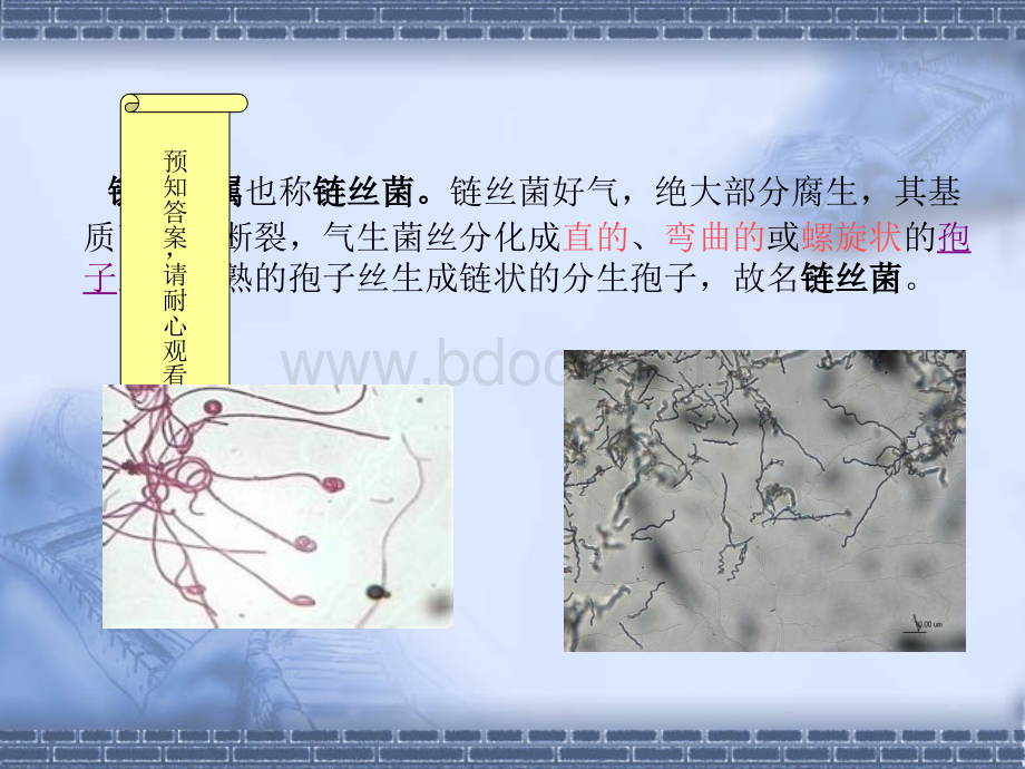 链霉菌及其主要抗生素PPT文件格式下载.ppt_第3页