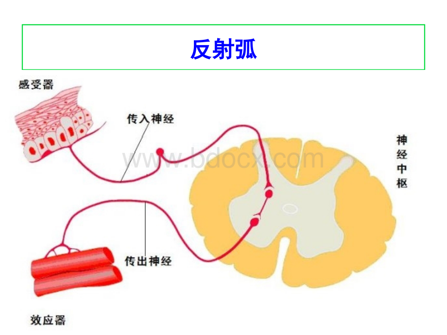 Z05第五章外周神经系统药物.pptx_第2页