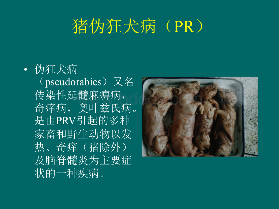 伪狂犬病优质PPT.ppt_第1页