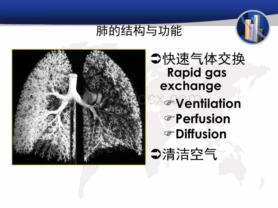 病理学呼吸系统.ppt_第3页