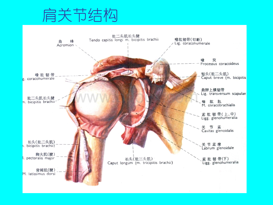 肩关节疾病的微创治疗现状PPT文档格式.ppt_第2页