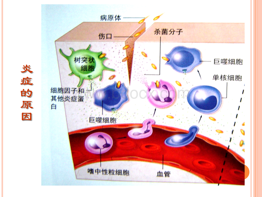 NSAIDs药物的合理应用.ppt_第2页