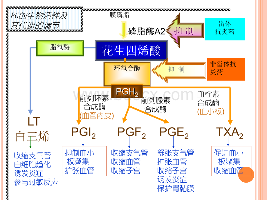 NSAIDs药物的合理应用PPT课件下载推荐.ppt_第3页