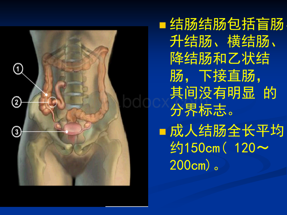 外科学--结直肠肛管.ppt_第2页