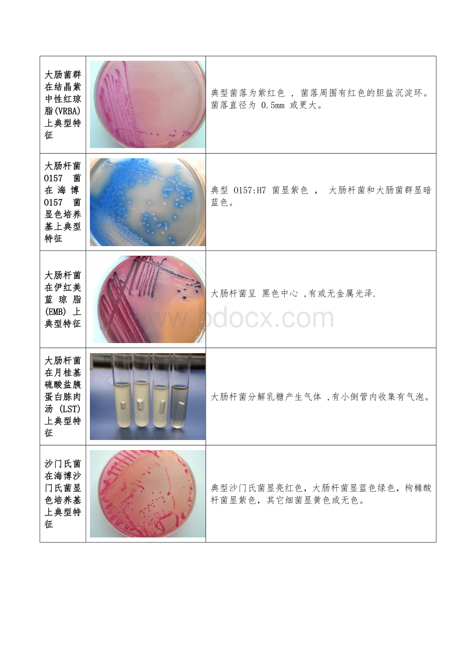 微生物菌落特征形态等总结大全表格带图片.doc_第2页