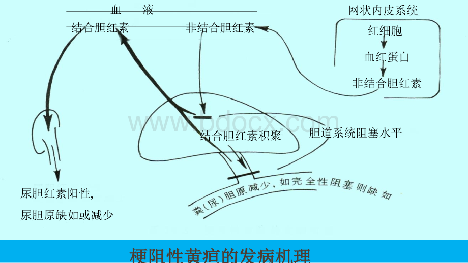 胆汁淤积性疾病病理研究进展及防治PPT文件格式下载.pptx_第3页