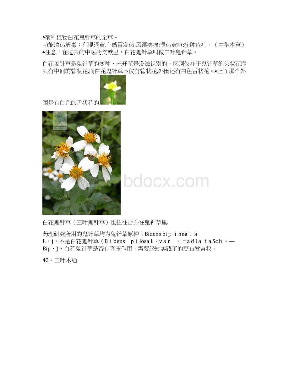 身边的中草药3带你认识身边的草药Word格式.docx_第2页