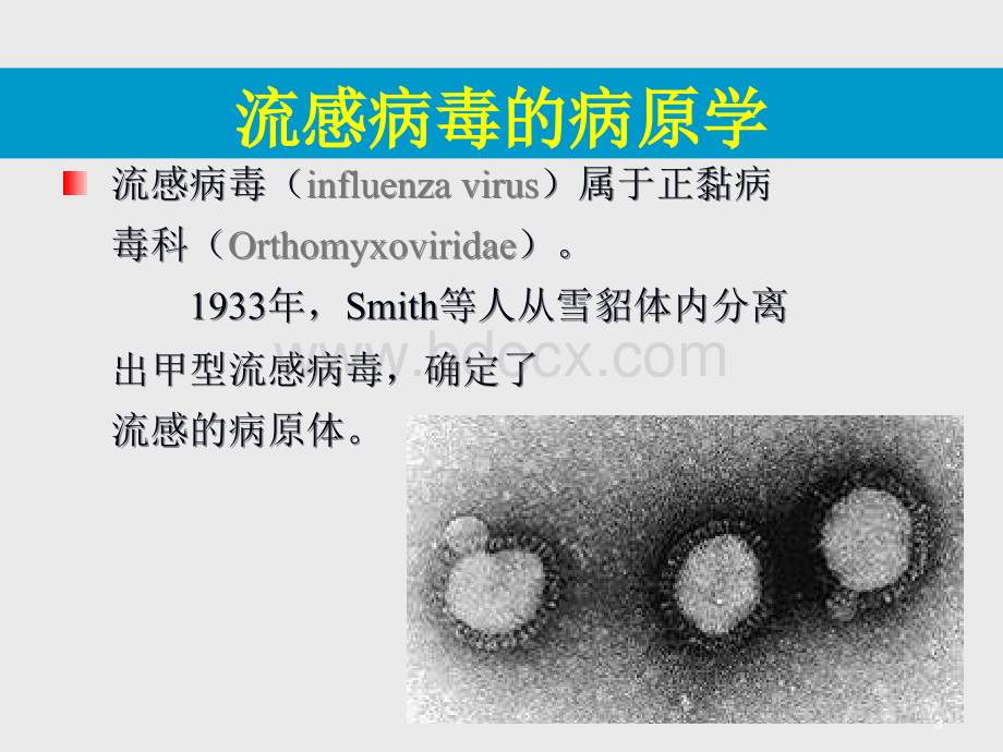 流行性感冒病毒感染PPT课件.ppt_第3页