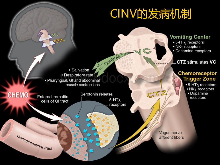 化疗相关性呕吐CINV防治-最新.ppt_第3页