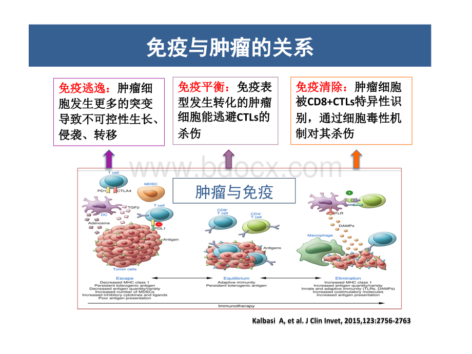 肿瘤免疫微环境与放射治疗.pptx_第2页