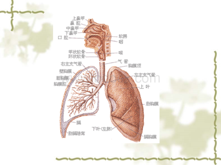 呼吸系统疾病与保健21xia.ppt_第2页