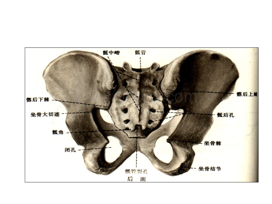 4骶髂关节的矫正.ppt_第3页