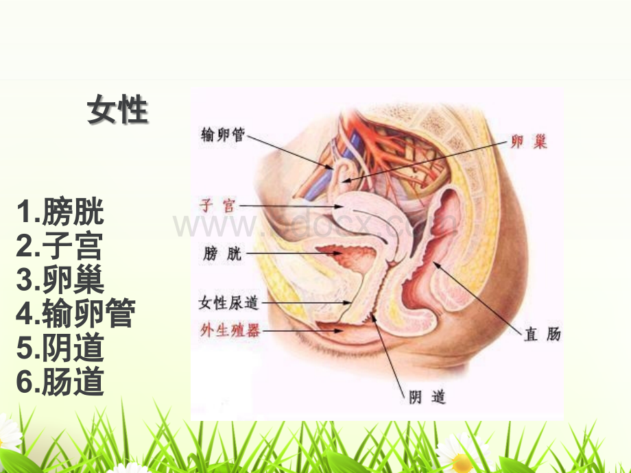 盆腔的影像检查技.ppt_第2页