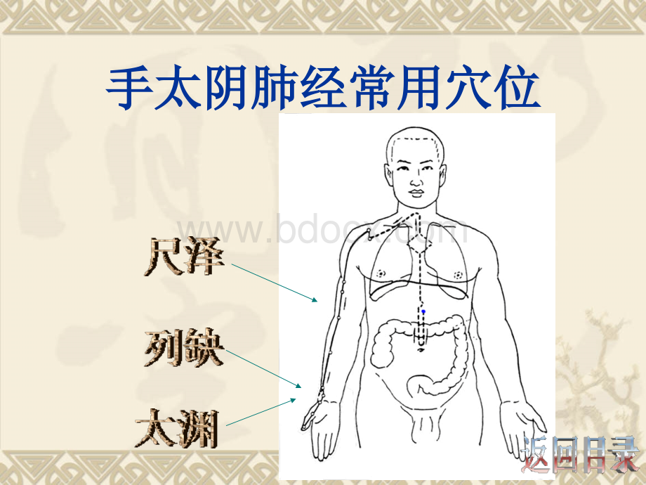 常用穴位的定位及应用PPT课件下载推荐.ppt_第3页