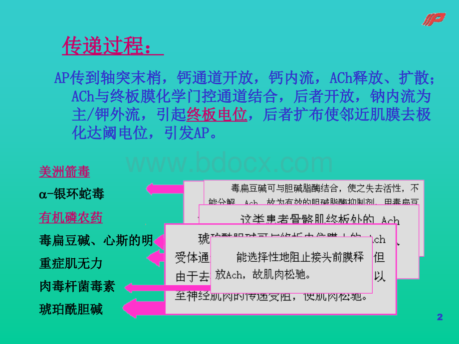 细胞F精品文档.ppt_第2页