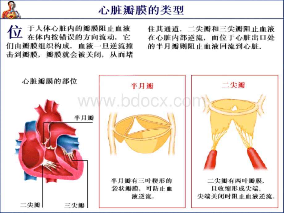 心脏瓣膜病教案.ppt_第2页