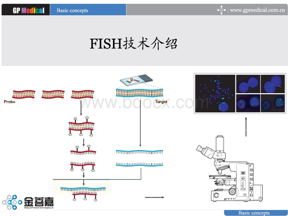 FISH技术临床应用优质PPT.ppt_第3页