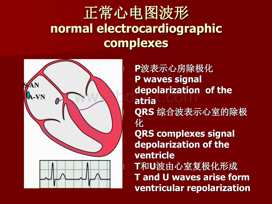 心电图与窦性心律的业务学习.ppt_第2页