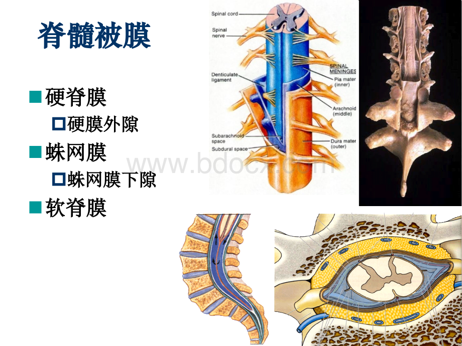 17脑膜脑血管脑脊液优质PPT.ppt_第3页