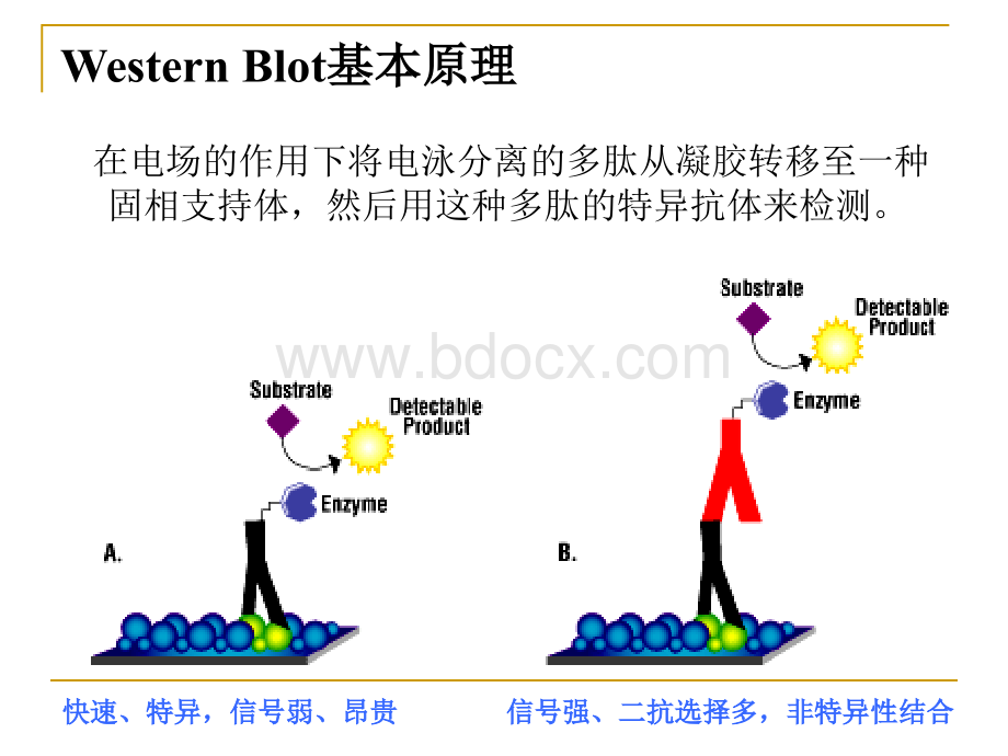 Western-blot-技术-详细版PPT资料.ppt_第3页