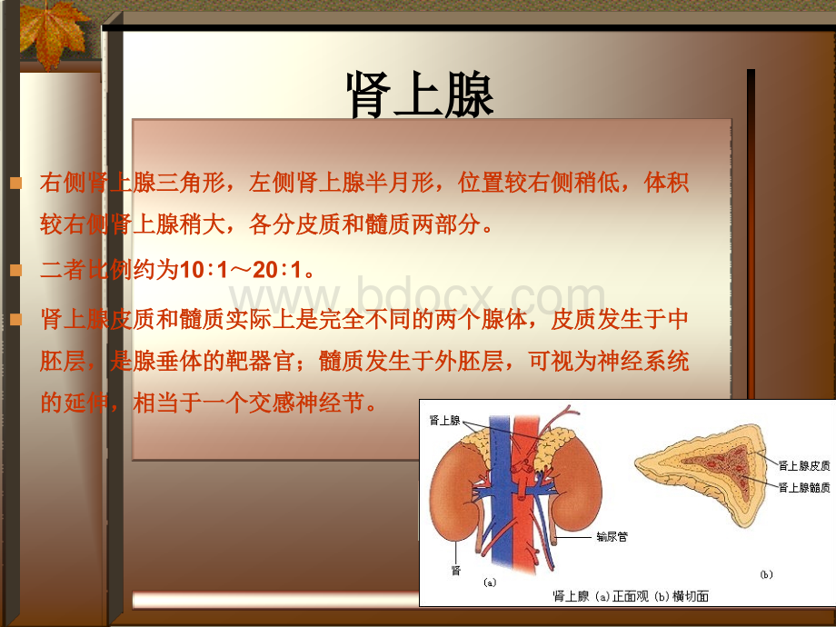 肾上腺皮质病变手术病人的麻醉管理.ppt_第2页