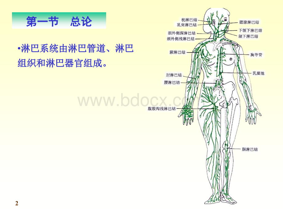 淋巴组织PPT资料.ppt_第2页