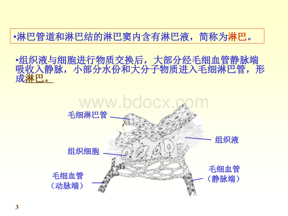 淋巴组织PPT资料.ppt_第3页