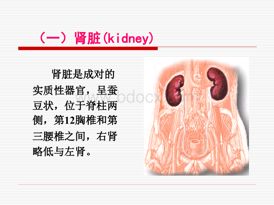 基础护理学之排尿护理PPT.ppt_第3页