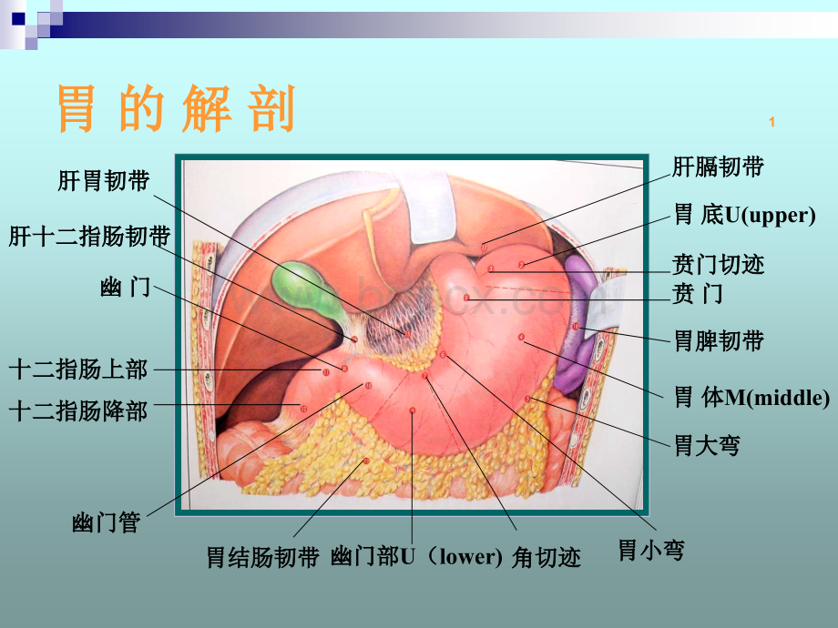 胃十二指肠溃疡急性穿孔PPT课件.ppt_第2页