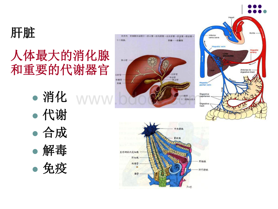 北京大学医学部病理生理学课件-肝性脑病资料下载.pdf_第2页