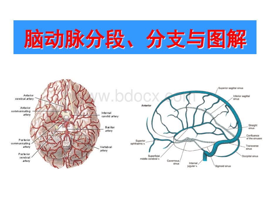 脑动脉分段分支与图解_精品文档PPT文档格式.ppt_第1页