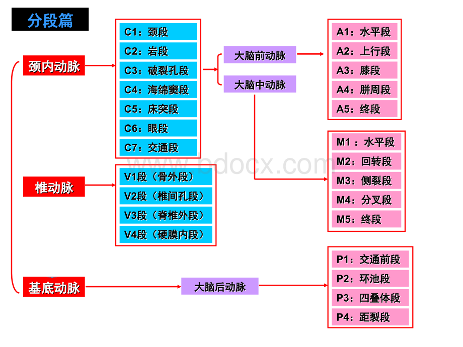 脑动脉分段分支与图解_精品文档PPT文档格式.ppt_第2页