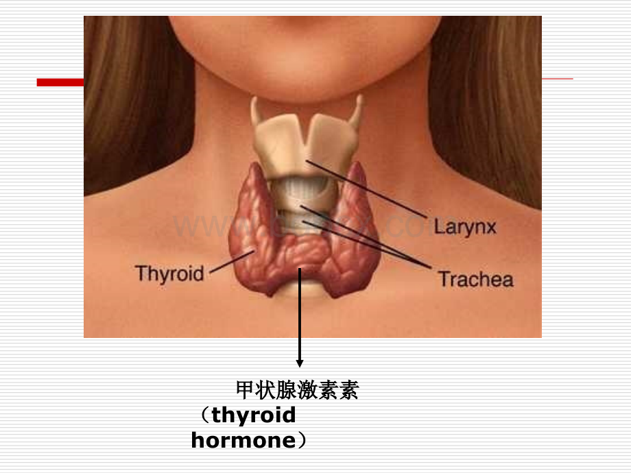 甲状腺素.ppt_第2页