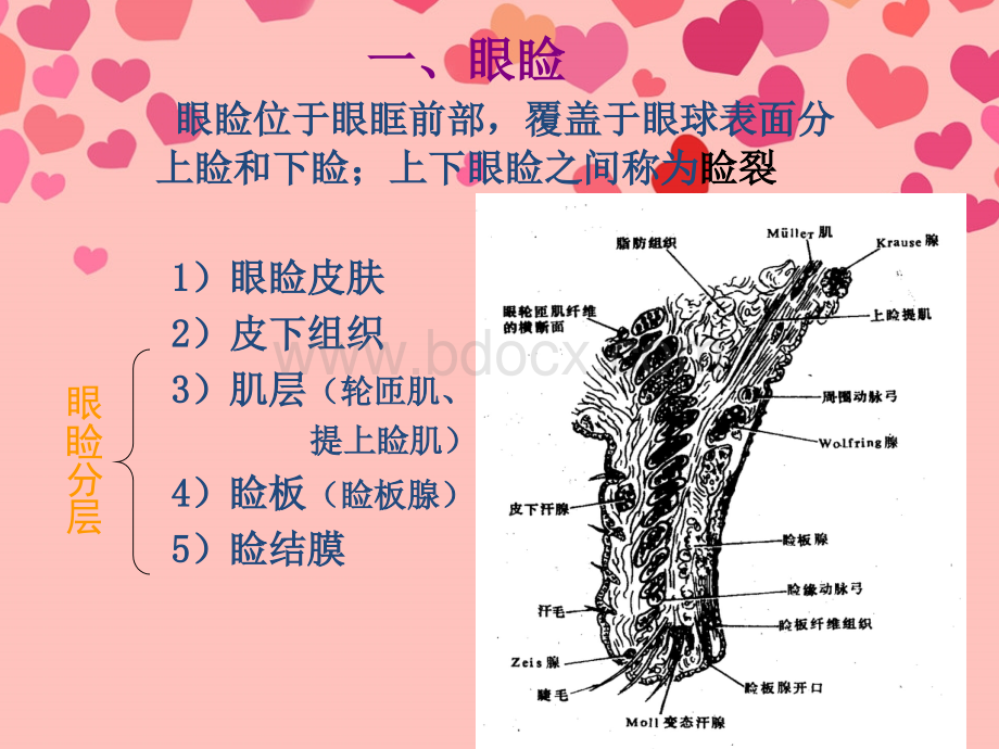 二眼附属器的解剖.ppt_第3页