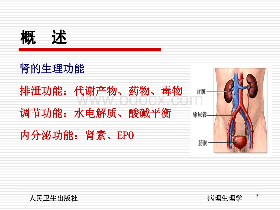 病理生理学-肾功能不全.ppt_第3页