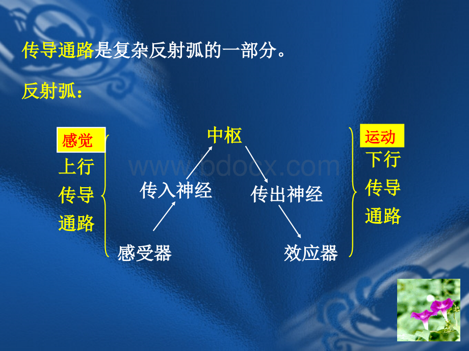 神经传导通路全优质PPT.ppt_第3页