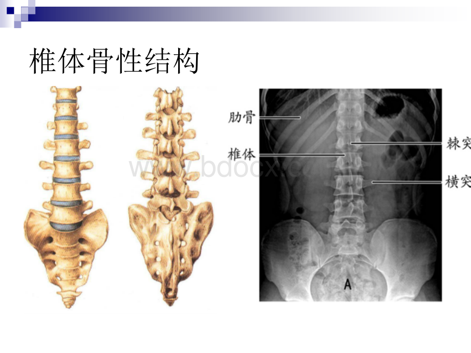 腰椎血管神经解剖1_精品文档PPT资料.ppt_第2页